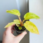 Philodendron / Filodendron Painted Lady - obrazek 2