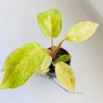 Philodendron / Filodendron Painted Lady - obrazek 6