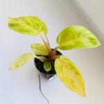Philodendron / Filodendron Painted Lady - obrazek 5
