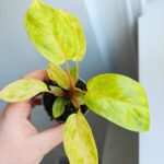 Philodendron / Filodendron Painted Lady - obrazek 4