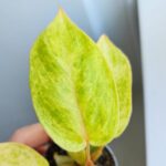 Philodendron / Filodendron Painted Lady - obrazek 3