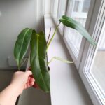 Filodendron / Philodendron Spiritus Sancti - obrazek 2