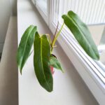 Filodendron / Philodendron Spiritus Sancti - obrazek 8