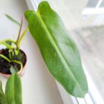 Filodendron / Philodendron Spiritus Sancti - obrazek 7