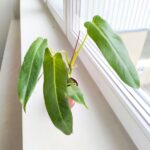 Filodendron / Philodendron Spiritus Sancti