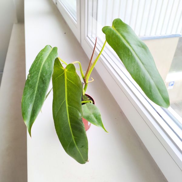 philodendron filodendron spiritus santci (4) Filodendron / Philodendron Spiritus Sancti - obrazek 1