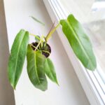 Filodendron / Philodendron Spiritus Sancti - obrazek 5