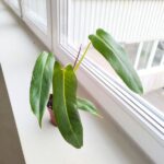 Filodendron / Philodendron Spiritus Sancti - obrazek 4