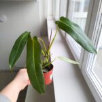 Filodendron / Philodendron Spiritus Sancti - obrazek 3