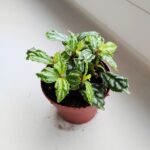 Pilea Cadierei Silver don 8,5 - obrazek 4