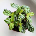 Pilea Cadierei Silver don 8,5 - obrazek 3