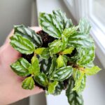 Pilea Cadierei Silver don 8,5 - obrazek 2