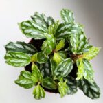Pilea Cadierei Silver don 8,5