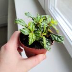 Pilea Cadierei Silver don 8,5 - obrazek 5