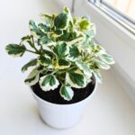 Plectranthus fruticosus / Komarzyca - odstrasza komary