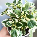 Plectranthus fruticosus / Komarzyca - odstrasza komary - obrazek 6