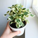 Plectranthus fruticosus / Komarzyca - odstrasza komary - obrazek 5