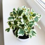 Plectranthus fruticosus / Komarzyca - odstrasza komary - obrazek 4
