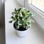 Plectranthus fruticosus / Komarzyca - odstrasza komary - obrazek 3