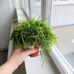Rhipsalis cassutha / Patyczak sukulent - obrazek 7