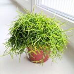 Rhipsalis cassutha / Patyczak sukulent