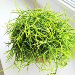 Rhipsalis cassutha / Patyczak sukulent - obrazek 12