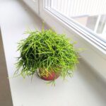 Rhipsalis cassutha / Patyczak sukulent - obrazek 11