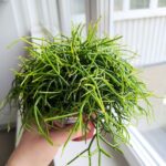 Rhipsalis cassutha / Patyczak sukulent - obrazek 10