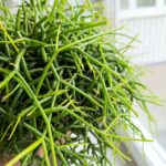 Rhipsalis cassutha / Patyczak sukulent - obrazek 9