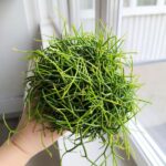 Rhipsalis cassutha / Patyczak sukulent - obrazek 8