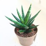 Sansevieria / Sansewieria Francisii S