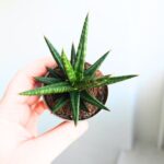 Sansevieria / Sansewieria Francisii S - obrazek 6