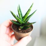 Sansevieria / Sansewieria Francisii S - obrazek 5