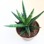 Sansevieria / Sansewieria Francisii S - obrazek 4
