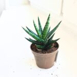 Sansevieria / Sansewieria Francisii S - obrazek 3