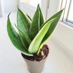 Sansevieria / Sansewieria trifasciata Silver - obrazek 2