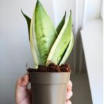 Sansevieria / Sansewieria trifasciata Silver - obrazek 8