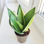 Sansevieria / Sansewieria trifasciata Silver