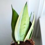 Sansevieria / Sansewieria trifasciata Silver - obrazek 6