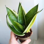 Sansevieria / Sansewieria trifasciata Silver - obrazek 5