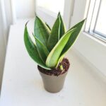 Sansevieria / Sansewieria trifasciata Silver - obrazek 4