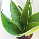 Sansevieria / Sansewieria trifasciata Silver - obrazek 3