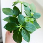 Szeflera / Schefflera arboricola