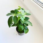 Szeflera / Schefflera arboricola - obrazek 8