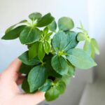 Szeflera / Schefflera arboricola - obrazek 7