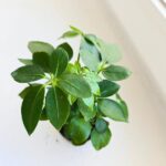 Szeflera / Schefflera arboricola - obrazek 6