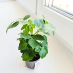 Szeflera / Schefflera arboricola - obrazek 5