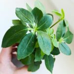 Szeflera / Schefflera arboricola - obrazek 4
