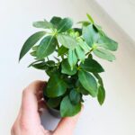 Szeflera / Schefflera arboricola - obrazek 3