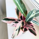 Stromanthe Triostar rM